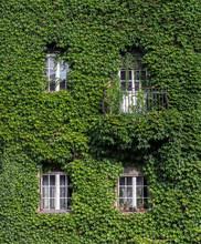 Old Building With White Windows Completely Covered In Green Ivy