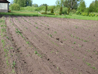 Potato field 2