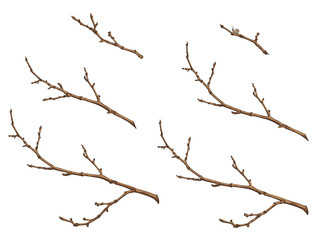 tree branches