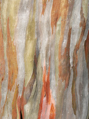 Poster - Colorful abstract pattern of old Eucalyptus tree bark