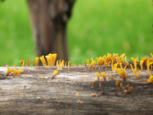 Closeup Yellow Jelly Mushroom Growing On Wood