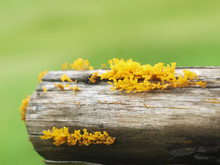 Closeup Yellow Jelly Mushroom Growing On Wood