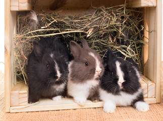 Wall Mural - Newborn Dwarf Dutch rabbits   in the nest of dry grass and down