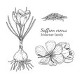 Ink saffron herbal illustration. Hand drawn botanical sketch style. Absolutely vector. Good for using in packaging - tea, condinent, oil etc - and other applications