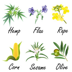 Wall Mural - Set of plants, used for vegetable oil production (corn, olive, flax, sesame, rapeseed, hemp). Hand drawn vector illustration on white background.