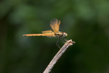 Dragonfly in Thailand.