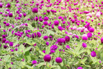  Amaranth purple background green,purple