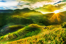 Rice Fields On Terraced Of Mu Cang Chai, YenBai, Vietnam. Rice Fields Prepare The Harvest At Northwest Vietnam.Vietnam Landscapes.