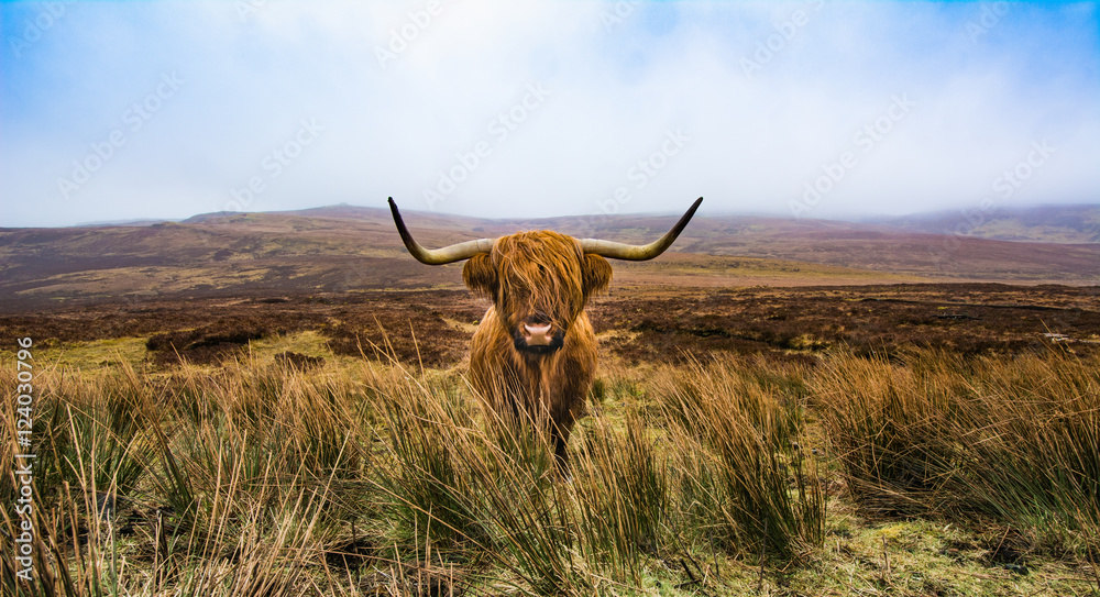 Highland cattle - obrazy, fototapety, plakaty 