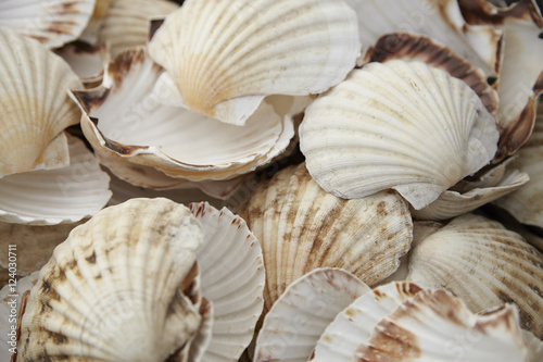 Fotografia, Obraz A whole page of scallop shells background texture