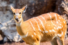 Sitatunga Or Marshbuck (Tragelaphus Spekii) Antelope In Central Africa