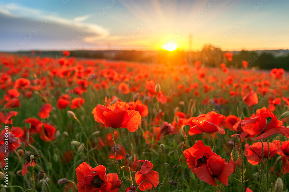 Landscape with nice sunset over poppy field - obrazy, fototapety, plakaty 