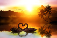 Beautiful Black Swan In Heart Shape On Lake Sunset .Love Bird Concept
