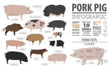 Pigs, Hogs  Breed Infographic Template. Flat Design