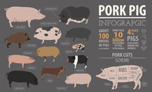 Pigs, Hogs  Breed Infographic Template. Flat Design