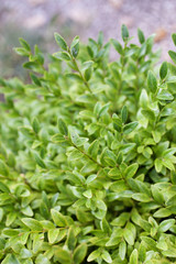 Naklejka na meble Buxus sempervirens bush - details and texture on the leaves