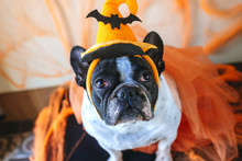 Dog With Halloween Costume