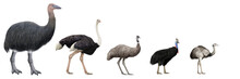 Flightless Large Birds Comparation