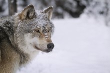 Portrait Of Wolf  In Snowy Forest