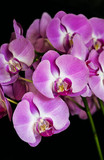 Fototapeta Storczyk - Closeup of blossoms of a pink orchid 