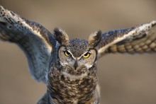Great Horned Owl Flapping Wings, Wyoming, USA