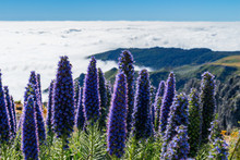 Echium Candicans, Commonly Known As Pride Of Madeira, Is A Species Of Flowering Plant In The Family Boraginaceae, Native To The Island Of Madeira.