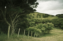 A Fence Along The Edge Of The Forest; Farewell Spit, South Island, New Zealand