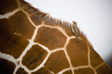 Close-Up Of A Giraffe With A Bird Sitting On It's Back; Samburu, Kenya