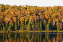 Autumn Colours Reflected In A Lake; South Bolton, Quebec, Canada