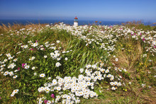 White Wildflowers Add Beauty To North Head Lighthouse; Ilwaco, Washington, United States Of America
