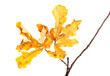 Yellow autumn leaves on oak twig