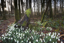 Snowdrops (Galanthus) Growing In A Forest; Gatehouse Of Fleet, Dumfries, Scotland
