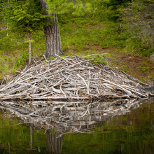 Beaver Lodge Reflected In A Tranquil Lake; Lake Of The Woods, Ontario, Canada
