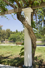 Twisted Trunk Of A Trumpet Vine Around A White Column; Mendoza, Argentina