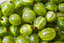 Ripe Gooseberry Closeup. Healthy Foods Rich In Vitamins. Summer Tasty Berries.
