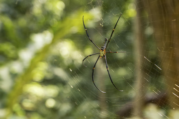 Spider spider spider spider spider spider spider