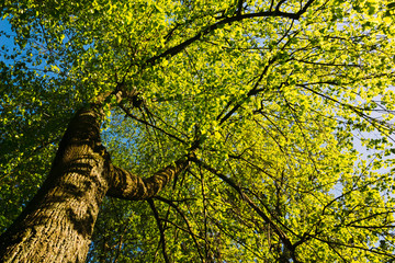 Green foliage of the tree. Nobody