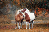 Fototapeta Konie - Horse love and tenderness