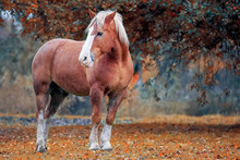 Portrait Of A Skewbald Belorussian Draft Horse