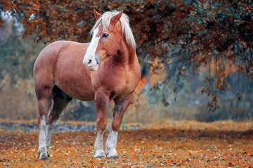 Wall Mural - Portrait of a skewbald belorussian draft horse