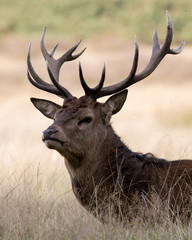 Wall Mural - head shot of a red deer stag with golden grass in the background.