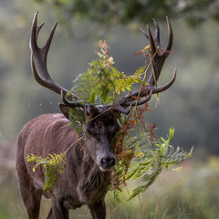 Wall Mural - red deer stag with bracken and ferns stuck in his antlers.