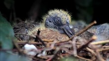 Newborn Dove Baby On Nest
