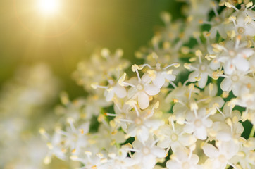 Sticker - blooming flowers elderberry