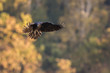 Ptaki - kruk w locie (Common Raven - Corvus corax)
