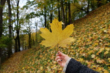 Yellow autumn maple leave in hands.