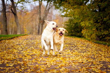 Wall Mural - labrador retriever dog