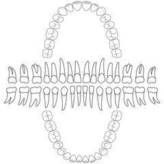 Wall Mural - contours teeth. tooth formula, print or dental clinic