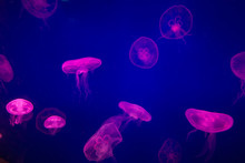 Soft Focus Of Jellyfish Swimming Over Blue Background