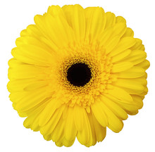 Yellow Gerbera Flower, White Isolated Background With Clipping Path. Nature. Closeup No Shadows.